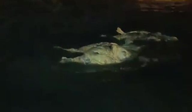 Hatay sahilinde kıyıya vuran angus şaşkınlık yarattı