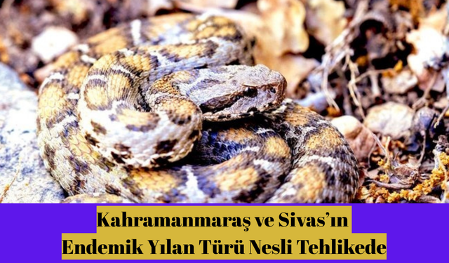 Kahramanmaraş ve Sivas’ın Endemik Yılan Türü Nesli Tehlikede