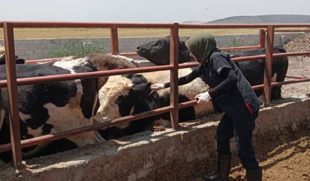 Kahramanmaraş’ta şap hastalığına karşı yoğun mücadele