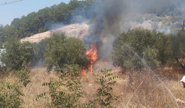 Kumluca’da Zeytinlikte Yangın: 1 Dönüm Alan Zarar Gördü