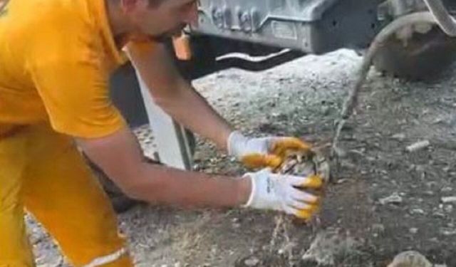 Osmaniye’de Orman Yangını Söndürüldü, Doğa ve Canlılar Korundu