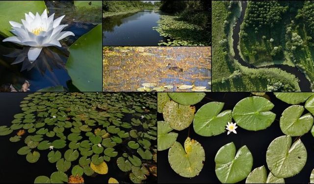 Sakarya’da Acarlar Longozu Ziyaretçi Rekoru Kırıyor