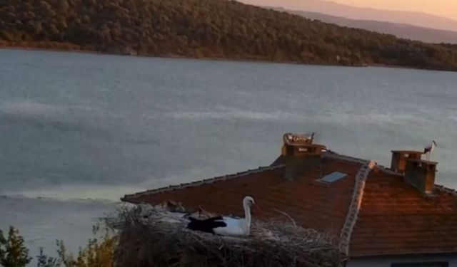 Yaren Leylek depremi önceden hissetti