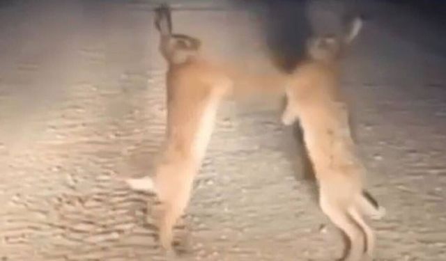 Şaşkına çevirdi! Bayburt’ta tavşanların yol ortasında boks maçı