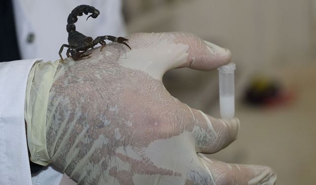 Gramı Servet Değerinde! 9 Milyon Lira Yatırımla Akrep Zehri Üretimine Başladı