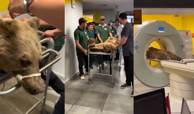 Meyve yiyen ayı rahatsızlandı, Cerrahpaşa’da MR çekildi