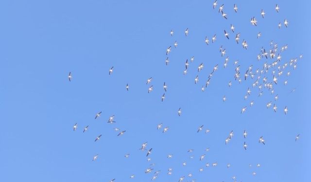 Afyonkarahisar Semalarında Kuşların Muhteşem Dansı