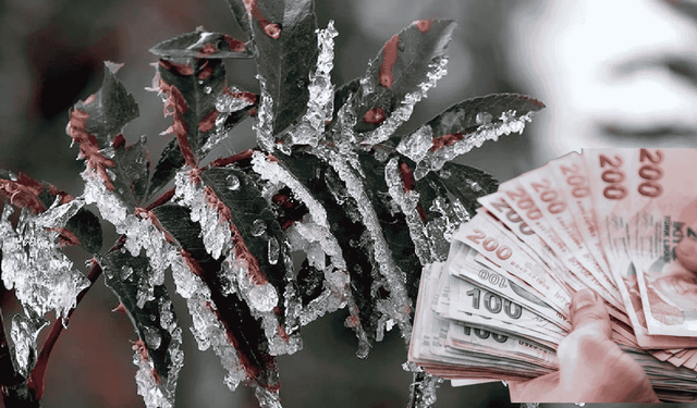 Kahramanmaraş’ta çiftçiye 45,6 milyon TL’lik zirai don desteği