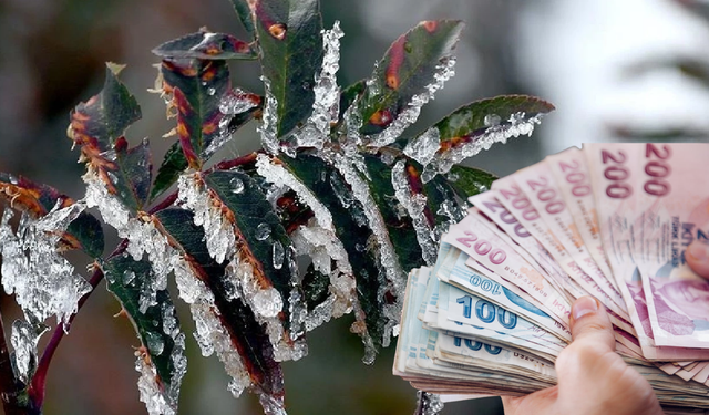 Zirai don desteği kapsamında üreticilere 798 milyon TL daha ödendi