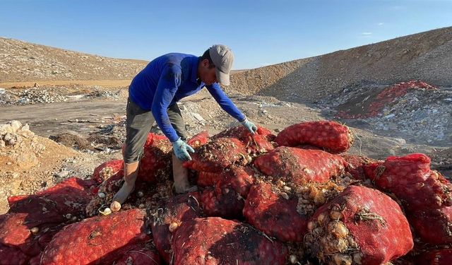 Karaman’da Boş Arazide Bulunan Tonlarca Soğanı Vatandaşlar Topladı