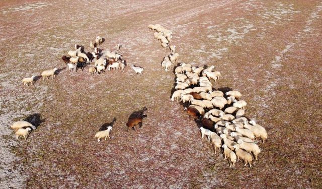 Kuraklığın İzleri Yozgat’ta: Gelingüllü Barajı Çöle Döndü, Hayvanlar Baraj Tabanında Otlatılıyor