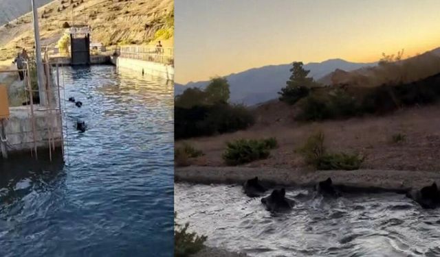 Erzincan’da Sulama Kanalındaki Domuz Sürüsü Şaşırttı