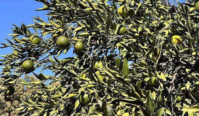 Bodrum mandalinasında rekolte bereketi: Sezon erken açıldı, beklentiler yüksek
