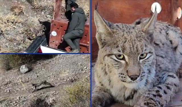 Giresun'da kurtarılan vaşak sağlığına kavuşup doğaya döndü
