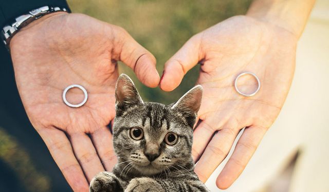 Yeni nesil nafaka türü: Kedinin velayetini boşanma aşamasındaki eşine bıraktı