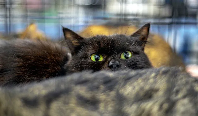 2050’ye Kadar 2,5 Milyon Kedi Öldürülecek!