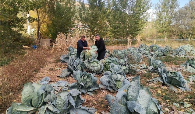 Görenler bir daha bakıyor: Kahramanmaraş'ta 60 kiloluk dev lahana