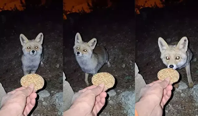 Osmaniye'de kömbe yiyen tilki kamerada