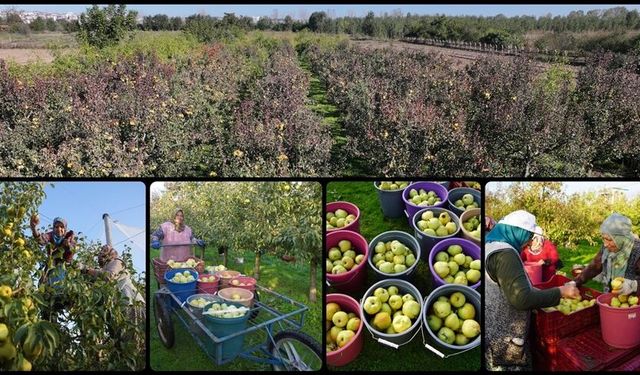 Edirne’de devlet destekli meyve bahçeleri çiftçilere yeni gelir kapısı açıyor