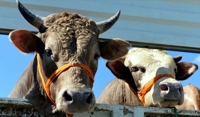 Et ve süt fiyatlarında tehlike büyüyor: ABD Tarım Bakanlığı’ndan Türkiye için kritik uyarı!