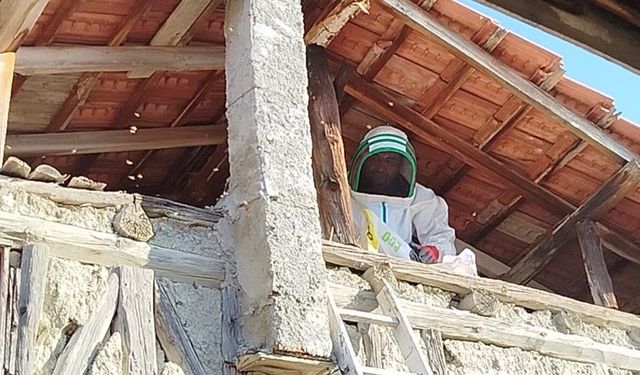 Evin çatısına yuva yapan eşek arıları hastanelik etti