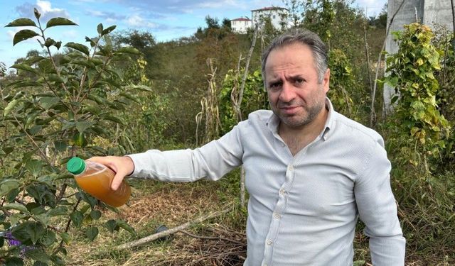 Kadife çiçeği ve soğanla kahverengi kokarcaya doğal çözüm