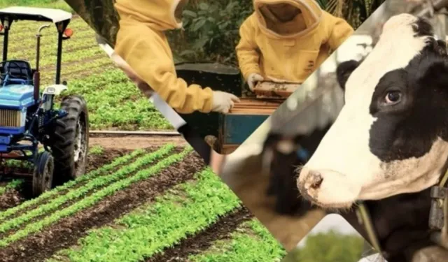 Kahramanmaraş’ta çiftçilerin hesaplarına para gönderildi