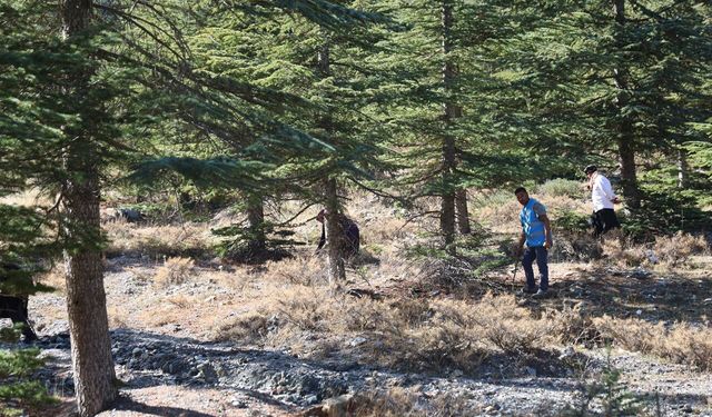 Kilosu Etle Yarışıyor: Japonların Gözdesi “Sedir Mantarına” Yoğun İlgi