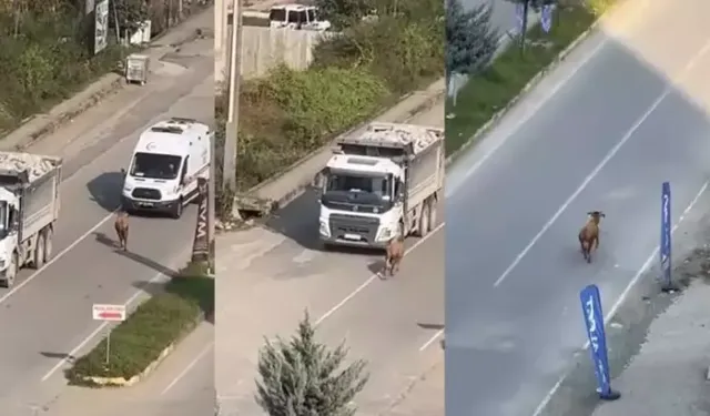 Rize’de kaçan inek sürücülere zor anlar yaşattı; o anlar kamerada