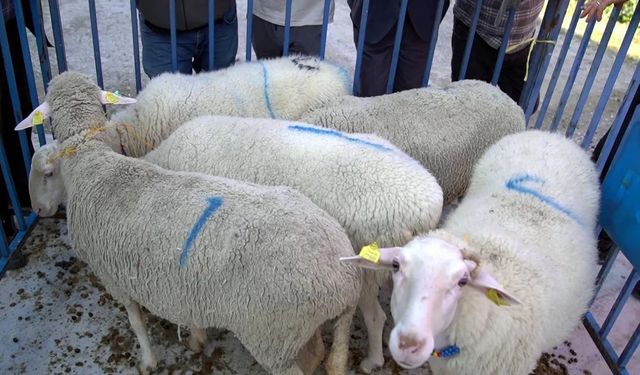 Tarım İşletmeleri 300 küçükbaş hayvan satacak! İhale 1 Aralık’ta