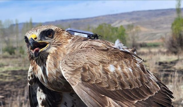 Bozkır Şahininin Efsanevi Göçü: 2,5 Yılda 28 Ülke, 103 Bin Kilometre