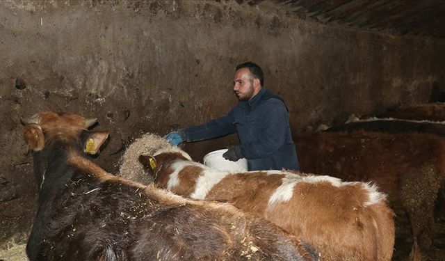 Ağrılı genç veteriner tekniker, hibe desteğiyle hayvancılık işini büyüttü
