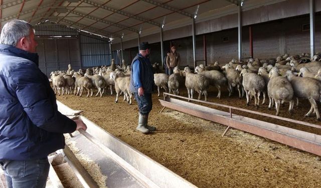 Babasıyla tartıştı, vadeli koyun alarak kendi sürüsüne sahip oldu