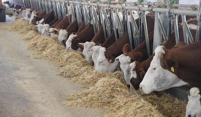 Devlet desteğiyle 4 olan hayvan sayısını 9 yılda 80'e çıkardı