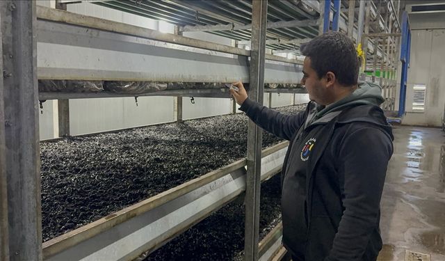 Devlet desteğiyle kurduğu tesiste hem elektrik hem de 300 ton mantar üretiyor