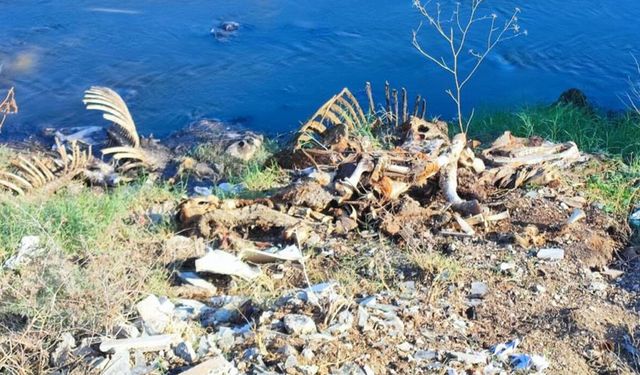 Dere yatağına yine at ve eşek kalıntıları atıldı: Mahalle sakinleri tepki gösterdi