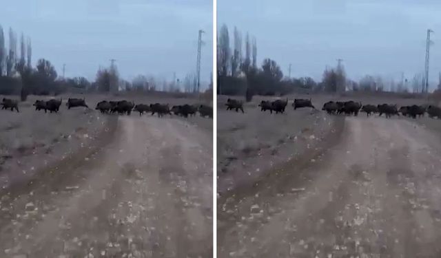 Kahramanmaraş Afşin’de yaban domuzu sürüleri tedirgin ediyor