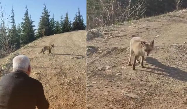 Kahramanmaraş'ta Doğa Tutkunları Aç Kalan Tilkiyi Elleriy­le Besledi