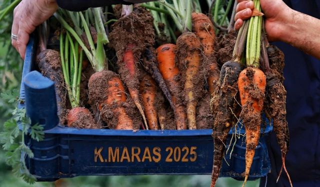 Kahramanmaraş’ta Geleneksel Lezzet: Maraş Havucunun Hikayesi