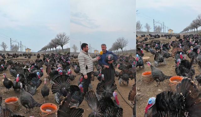 Kahramanmaraş’ta Yılbaşı Hindileri Satışta: Fiyatlar Belli Oldu