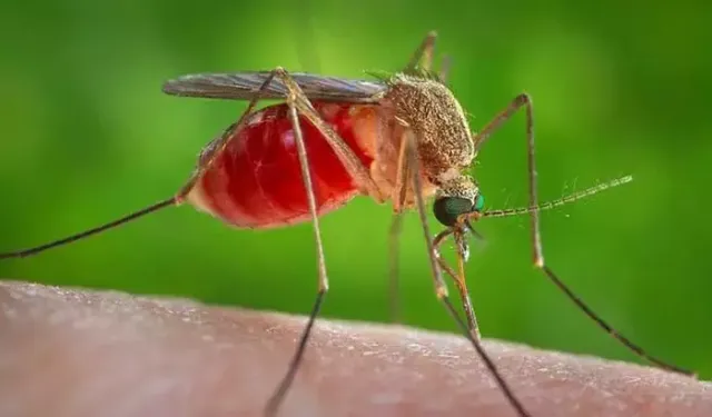 Sivrisinek kaynaklı salgın hastalıklar nedeniyle 33 kişi hayatını kaybetti