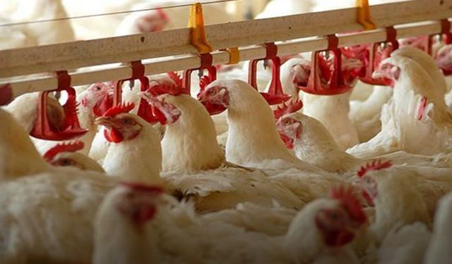 Tarım ve Hayvancılıkta Kriz Derinleşiyor: Türkiye’nin Dev Tavuk Markası Konkordato İlan Etti
