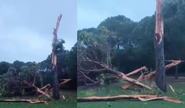 Antalya’daki Golf Sahasına Yıldırım Düştü, Ağaç Parçalandı