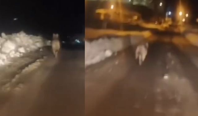 Kahramanmaraş Göksun’da kurt paniği