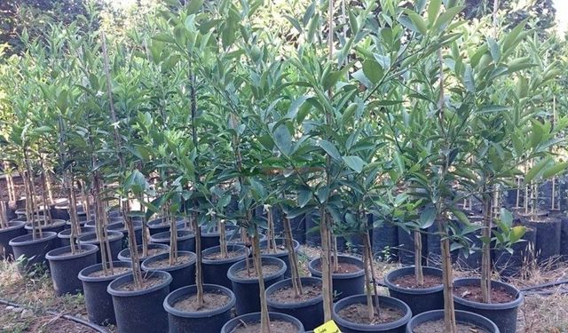 Kahramanmaraş Onikişubat Belediyesi’nden bitki ve fidan alımı için ihale