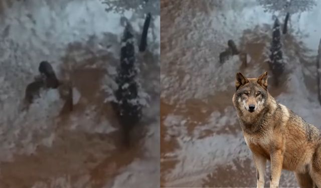 Kahramanmaraş’ta Aç Kalan Kurtlar Şehre İndi