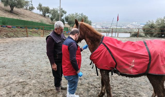 Kahramanmaraş’ta at sağlığı için veterinerler görev başında