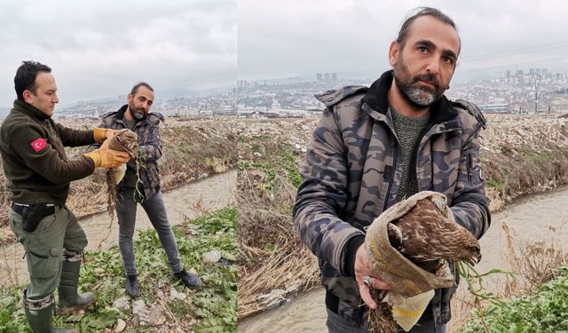 Kahramanmaraş’ta doğa gözleminde yaralı şahin bulundu