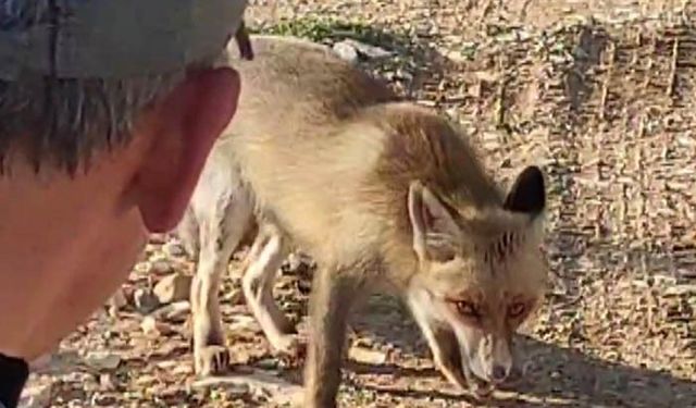 Kahramanmaraş’ta Emekli Polis Dağda karşılaştığı tilkiyi çerezle besledi