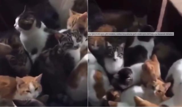 Kahramanmaraş’ta hayırsever vatandaş onlarca kediyi evine aldı